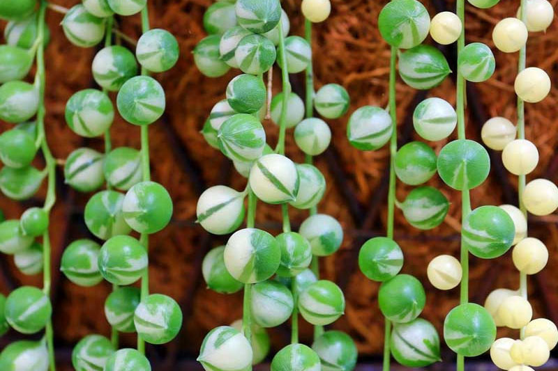 String of Pearls, Senecio rowleyanus, String of Beads, Hanging Succulent, Hanging basket Succulent